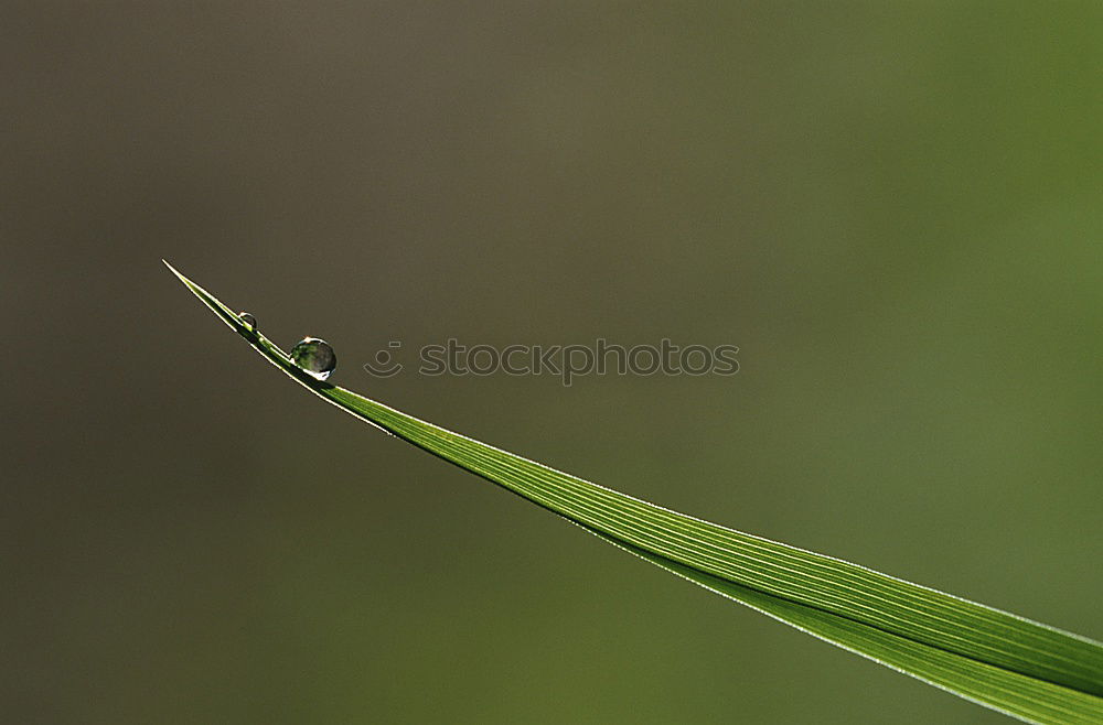 Image, Stock Photo dragonfly Dragonfly Green