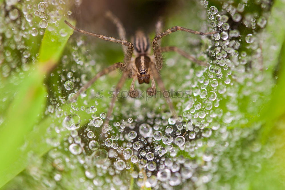 Similar – Image, Stock Photo Butterfly with morning dew