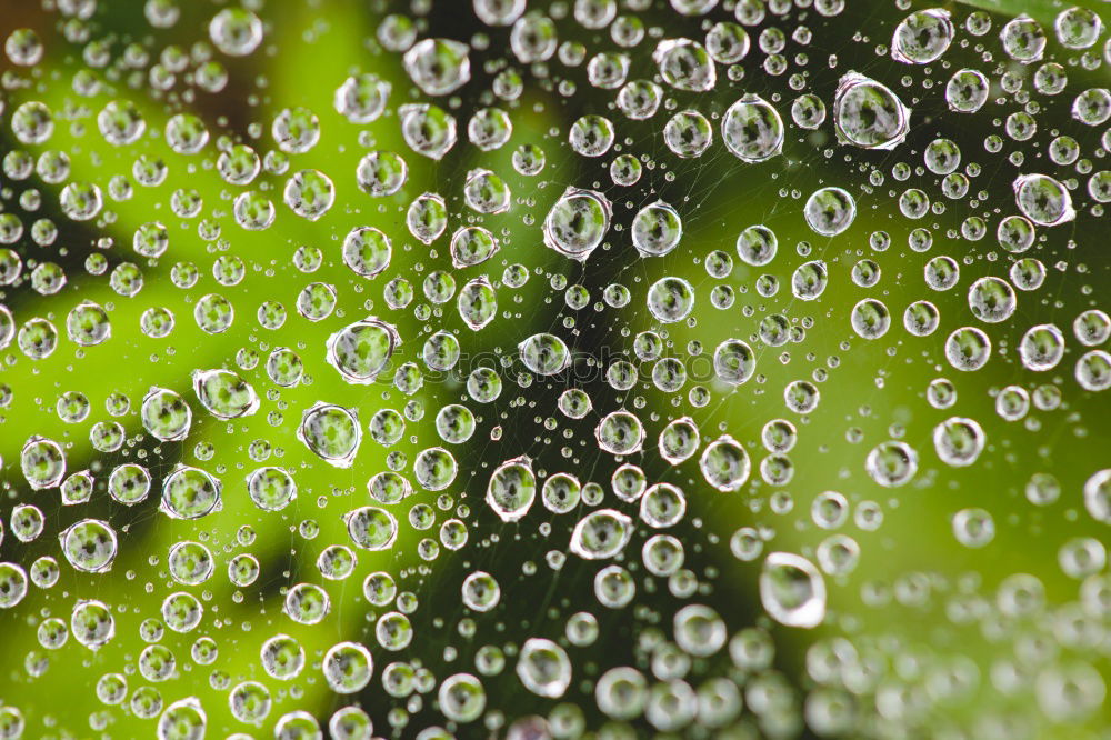 Similar – Image, Stock Photo drops on the green plant