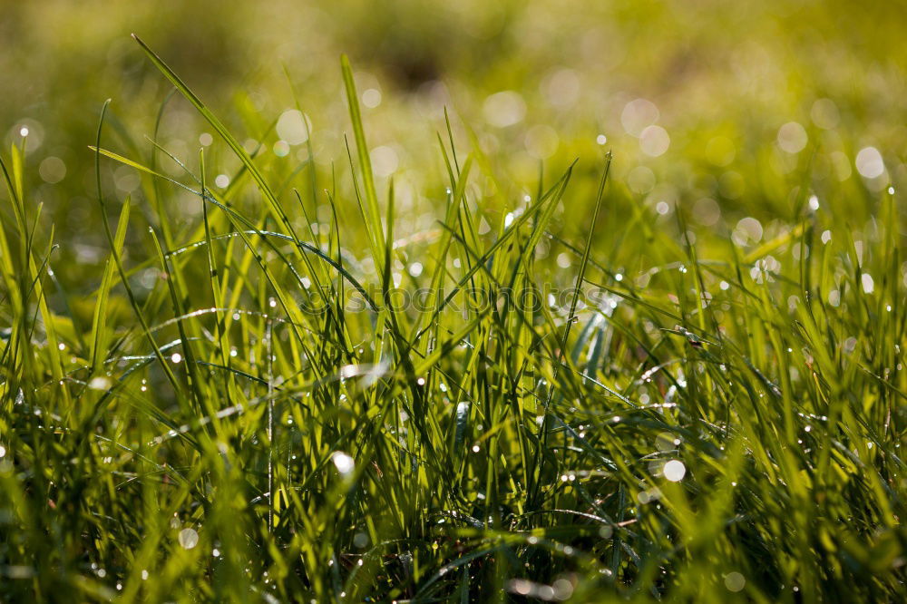 Similar – etwas winter Frühling grün