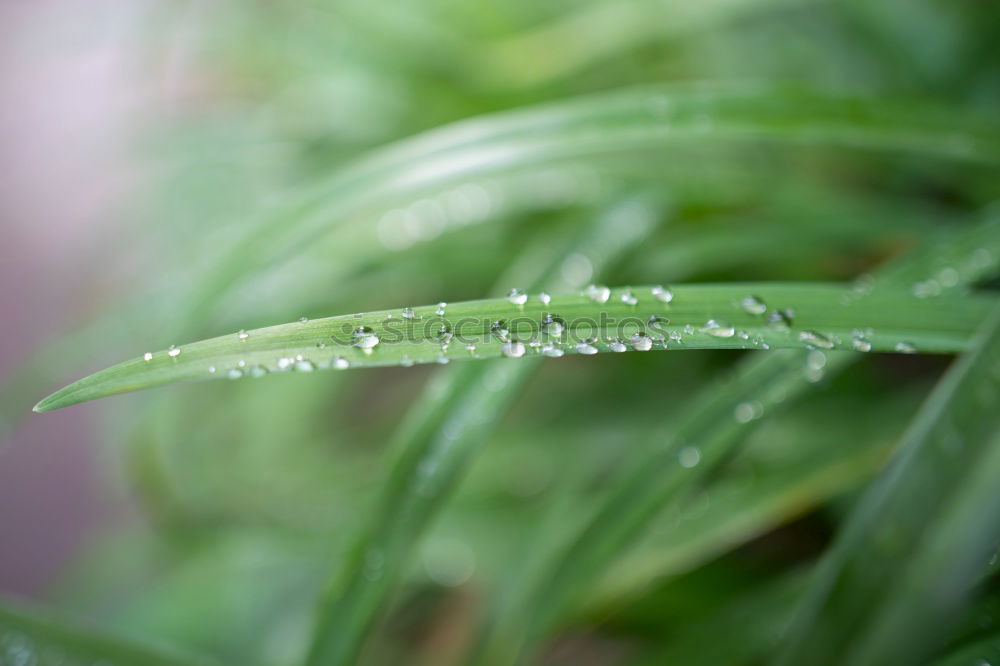 Similar – Image, Stock Photo After the rain Grass