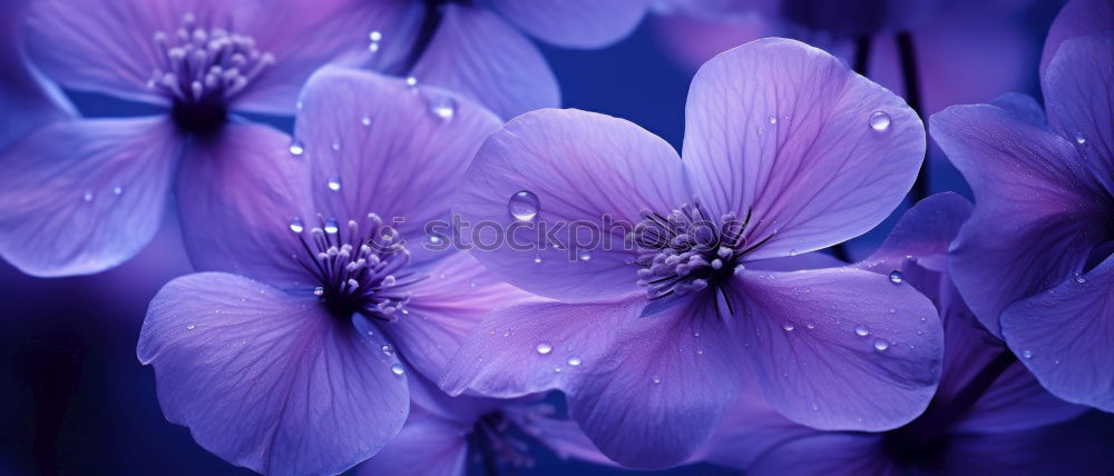 Similar – Image, Stock Photo Forget-me-not marsh; Myosotis palustris