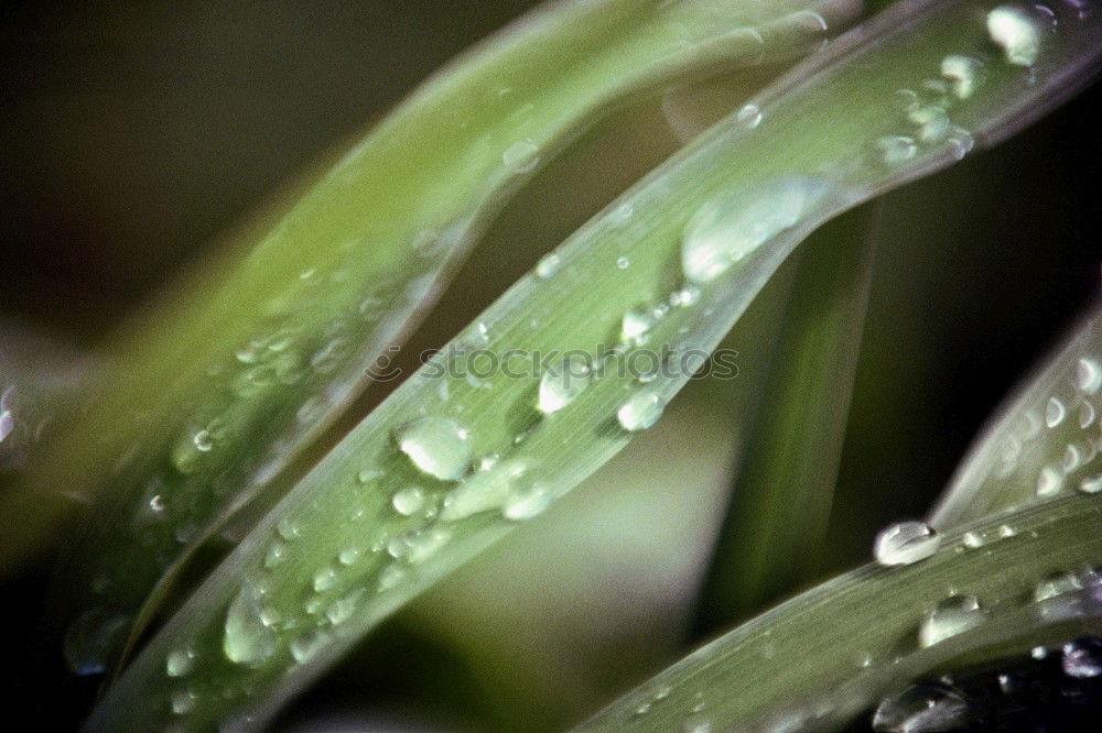 Similar – Morgentau Gras Tau grün