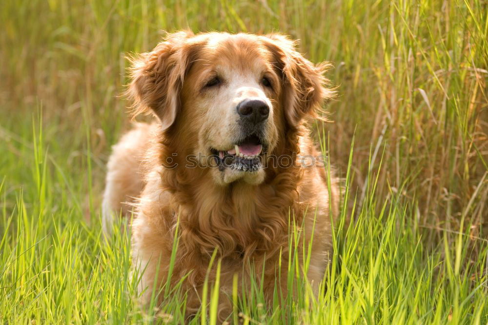 Similar – Golden retriever smiling at camera