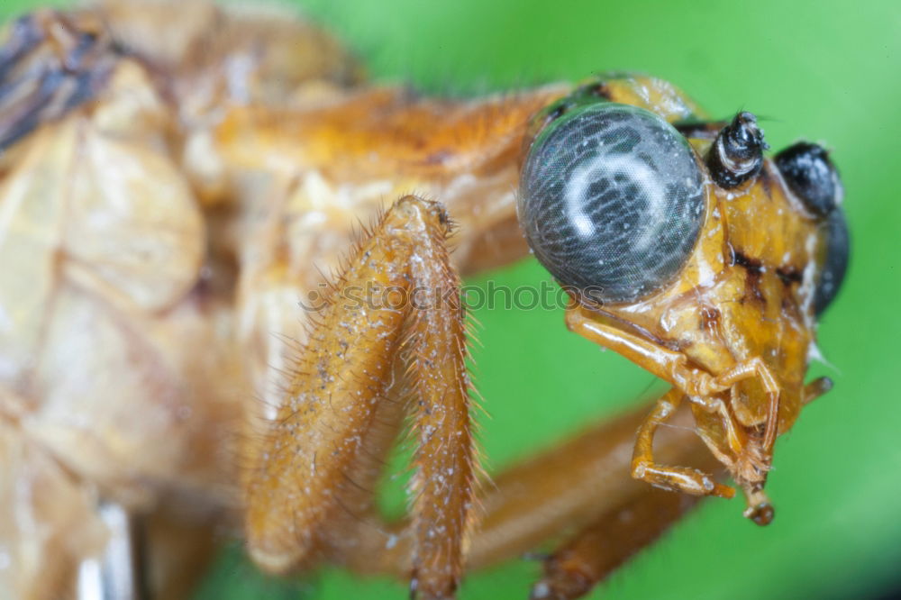 Similar – Männliche Bremse (Tabanus bromius)