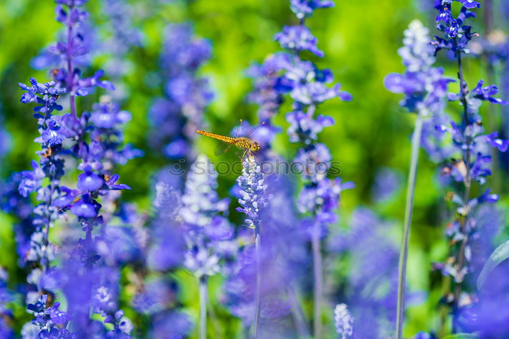 Similar – lupins Environment Nature