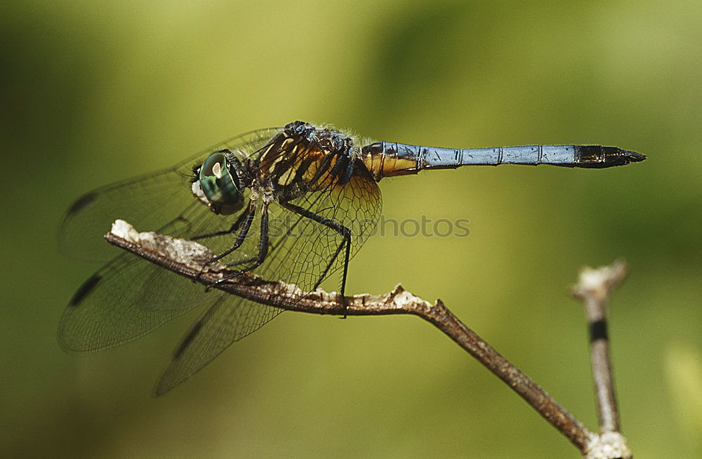 Dragonfly in the midday sun