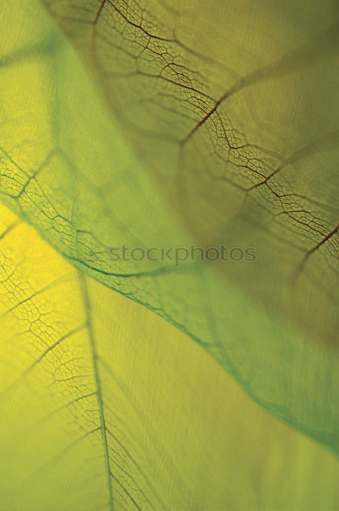 Similar – Image, Stock Photo Autumnal Foliage Leaf