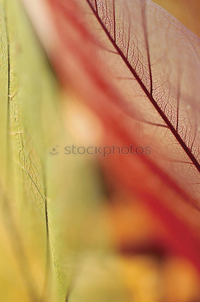 Similar – Image, Stock Photo variegated autumn leaf