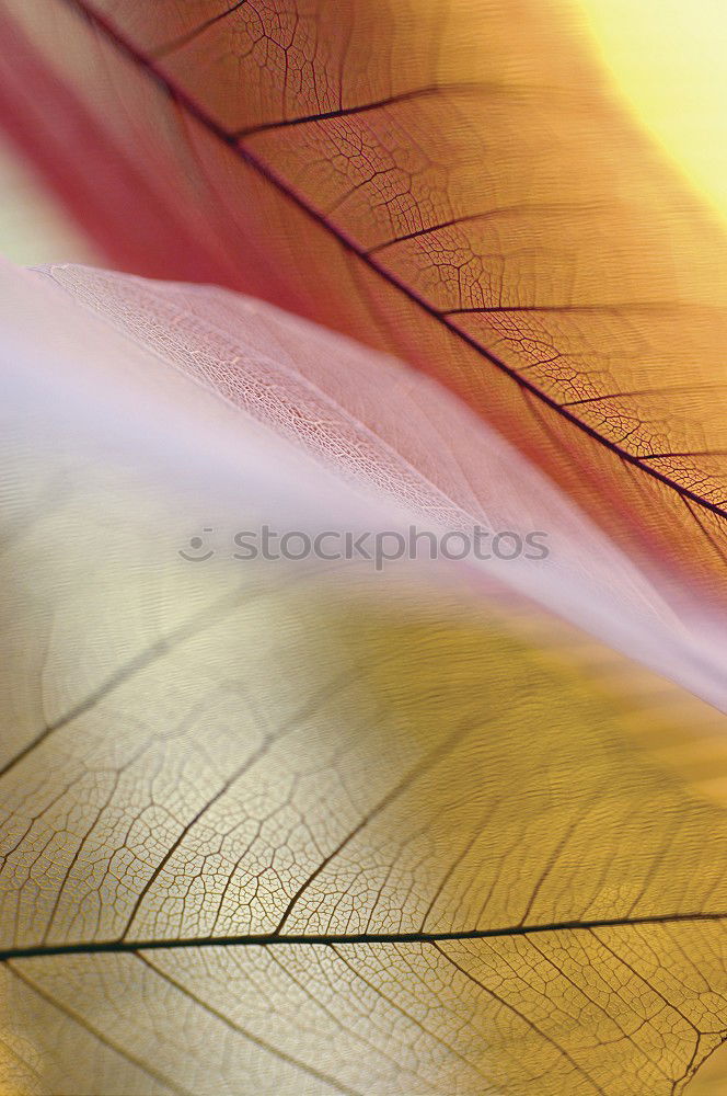 Image, Stock Photo Autumn 01 Nature