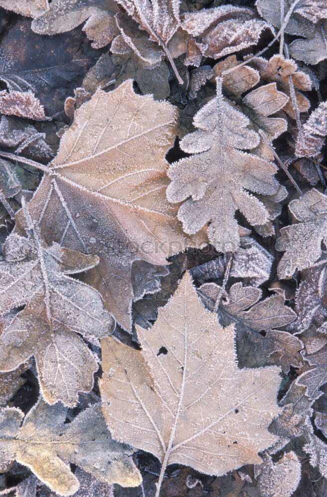 Similar – #A# winter leaves