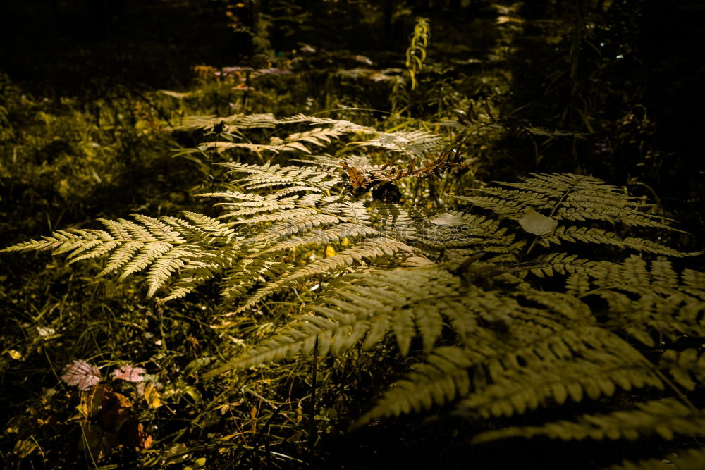 Similar – erste Zeichen Pflanze Baum