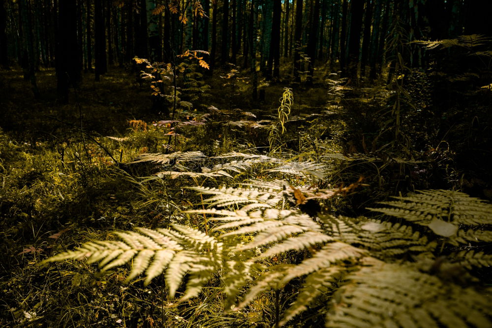 Image, Stock Photo End of a journey Nature