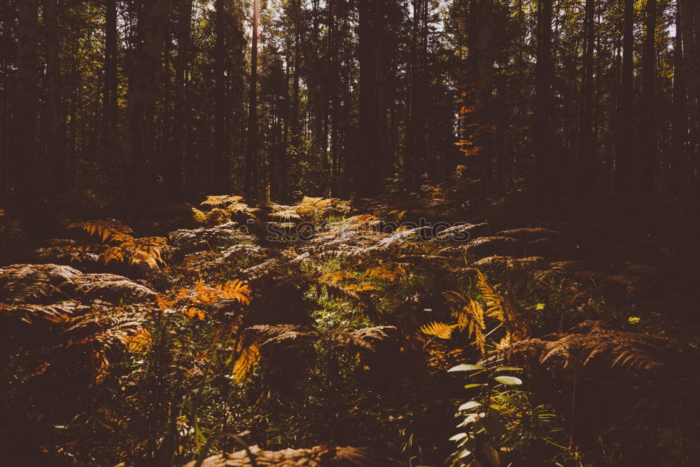 Similar – Forest with tall evergreen trees