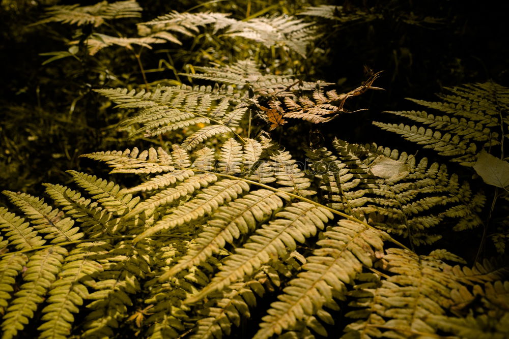 Similar – Image, Stock Photo End of a journey Nature