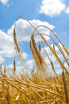 Similar – Image, Stock Photo Crop person walking in summer field