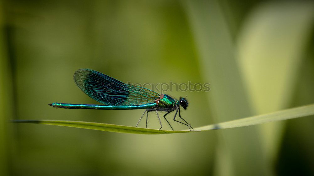 Similar – Dragonfly on a blade of grass