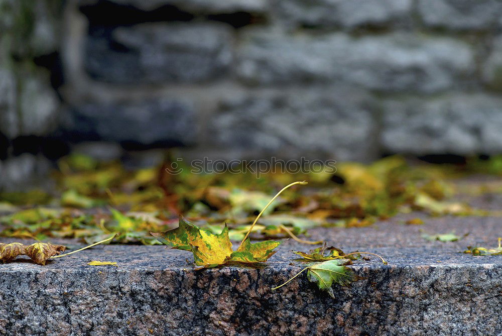 Similar – Image, Stock Photo red dot Autumn Leaf