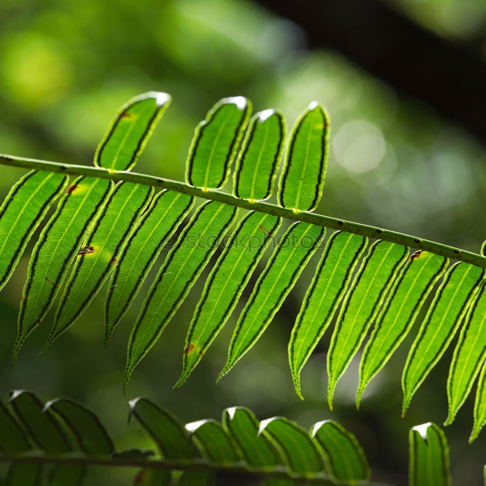 Similar – Discolouration Baum Blatt