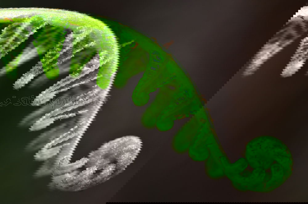 Similar – Image, Stock Photo In new freshness Leaf