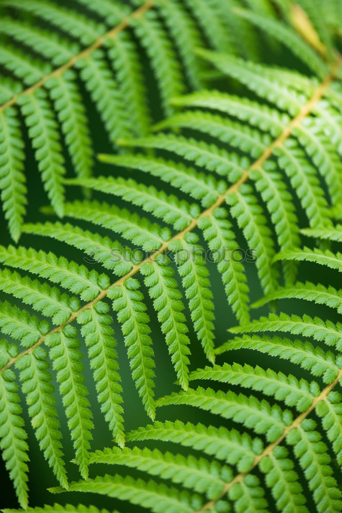 Similar – Fern Pteridopsida Green