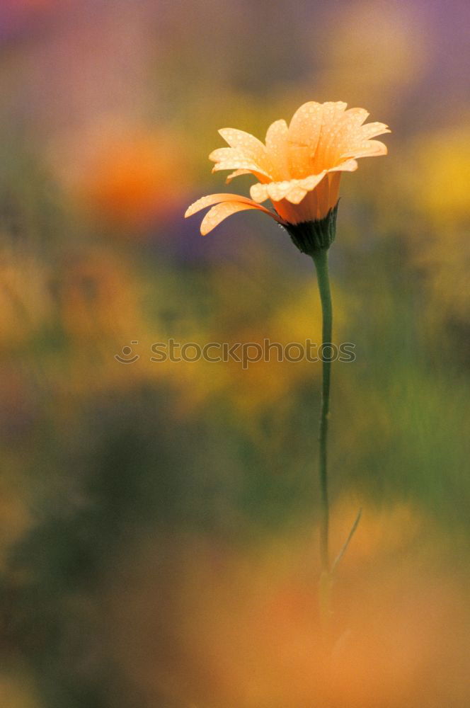 Similar – Image, Stock Photo Girl in autumn Plant