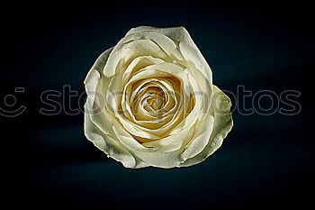 White rose on a black background