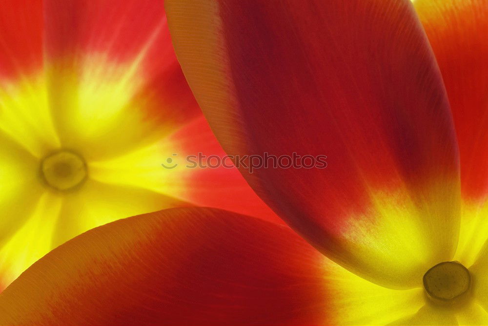 Similar – Image, Stock Photo autumn fire Plant Autumn