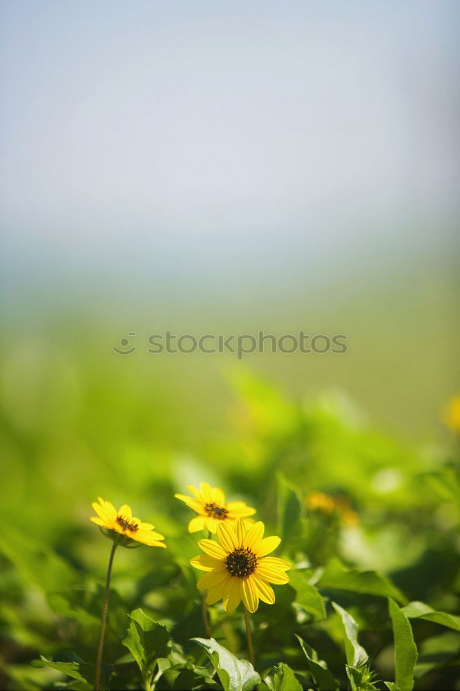 Similar – Image, Stock Photo Cherry Blossom and Dandelion II