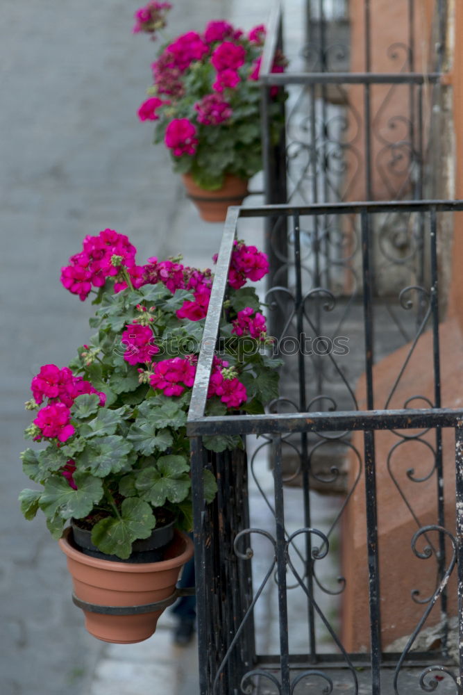 Similar – Image, Stock Photo geraniums Plant Flower