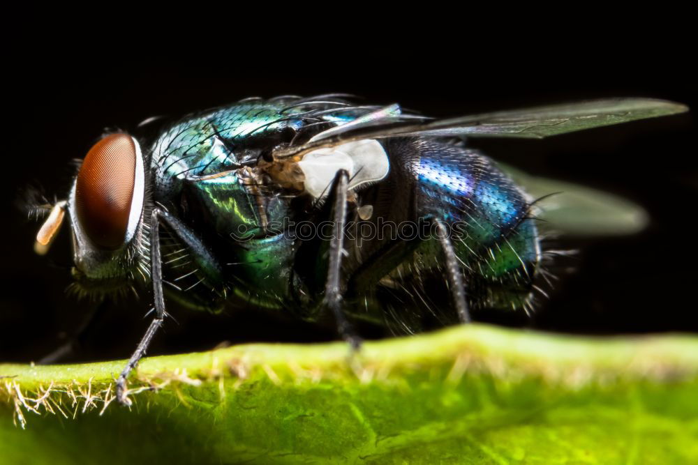 Similar – Housefly On A Leaf In Garden