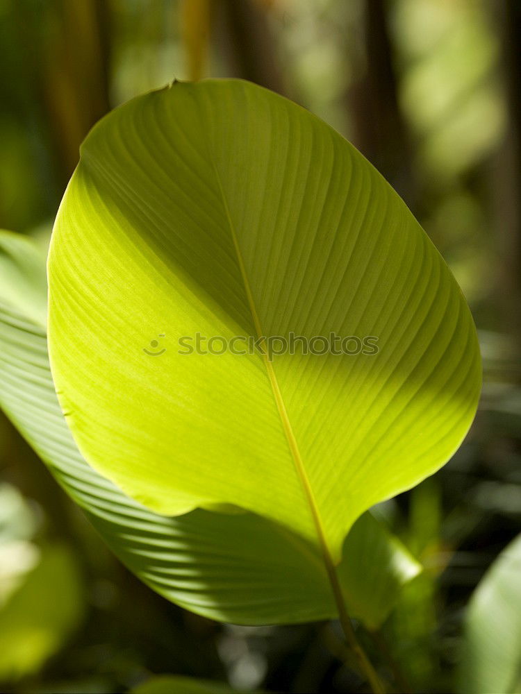 Similar – leaf green Environment