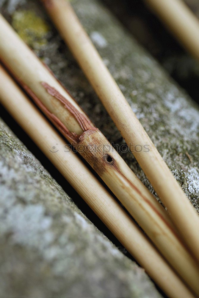 Similar – Image, Stock Photo Vintage natural wooden pencils