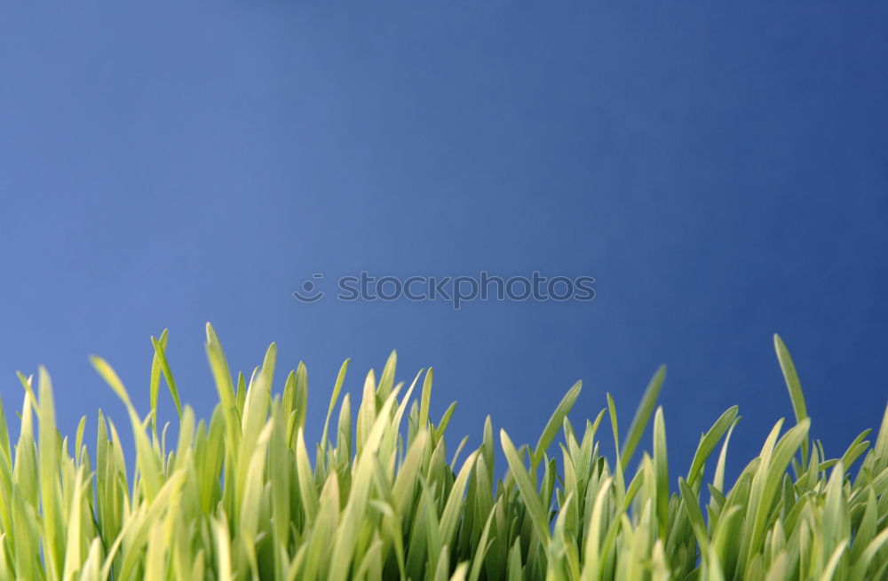 Similar – Image, Stock Photo summer classics Grass Sky