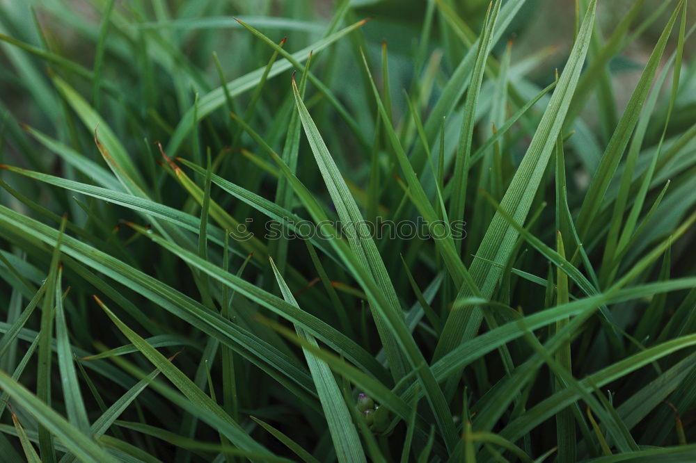 Similar – Foto Bild wiesencase Gras grün