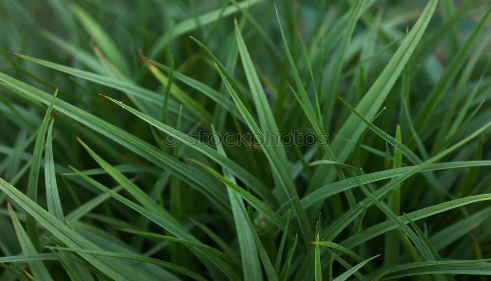 Image, Stock Photo fresh green grass I Nature