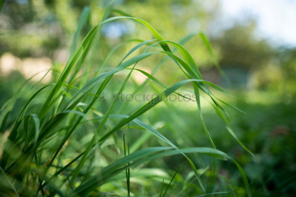 Similar – Kräuterlehre Natur Pflanze