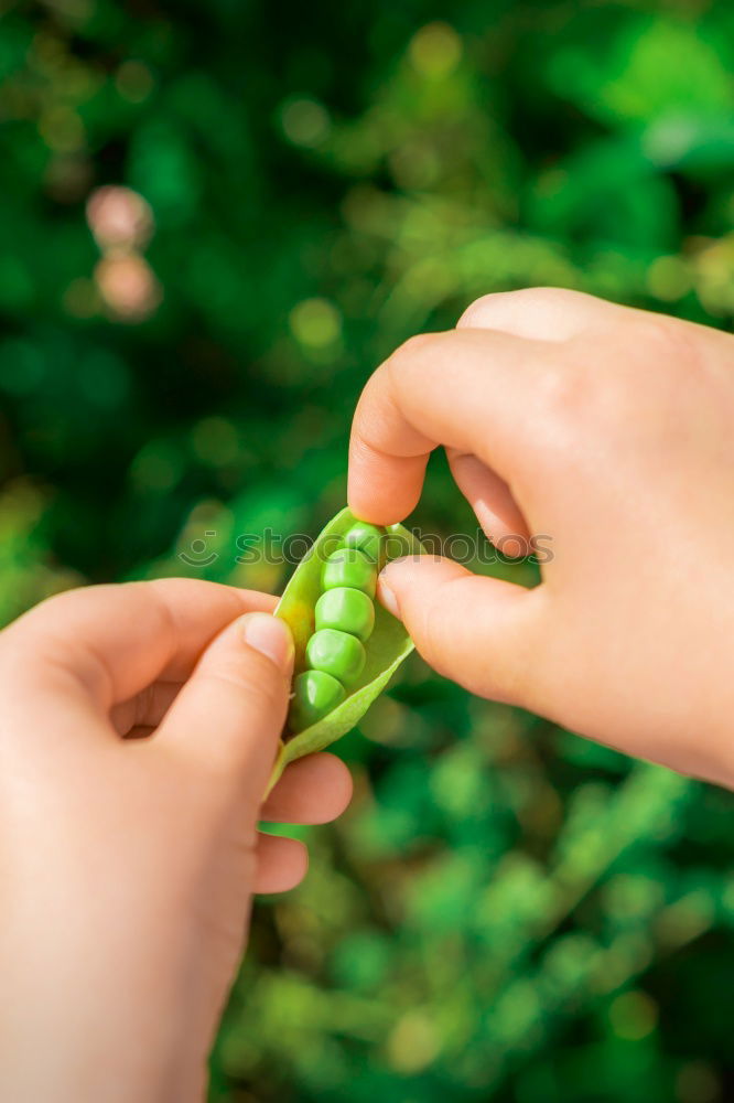 Similar – Image, Stock Photo fresh organic peas harvest