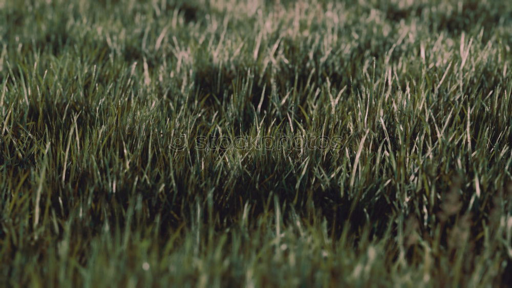 Similar – Foto Bild Gras am Meer grün Sommer