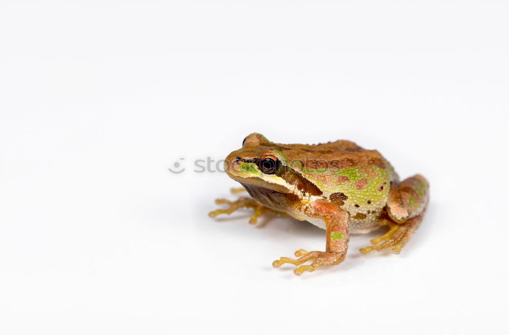 Similar – close up of european common frog