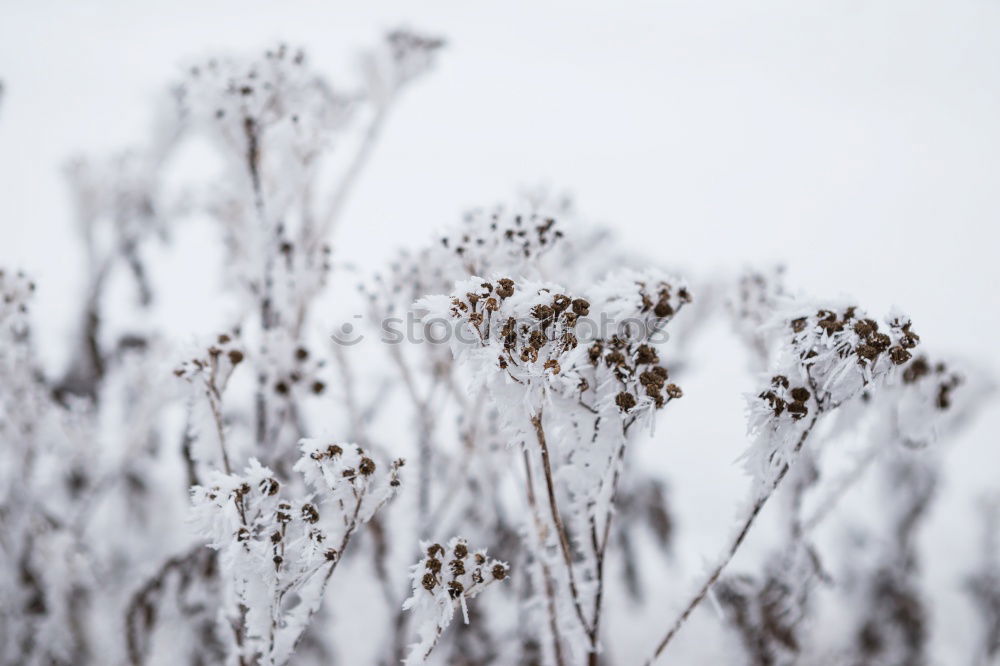 Similar – Image, Stock Photo hyposensitization Grass