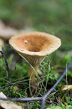Similar – Foto Bild Fliegenpilz Ernährung