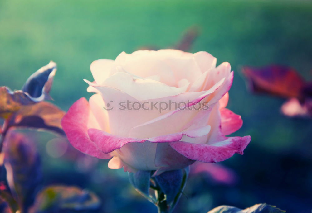 Similar – Image, Stock Photo pivoine Nature Plant