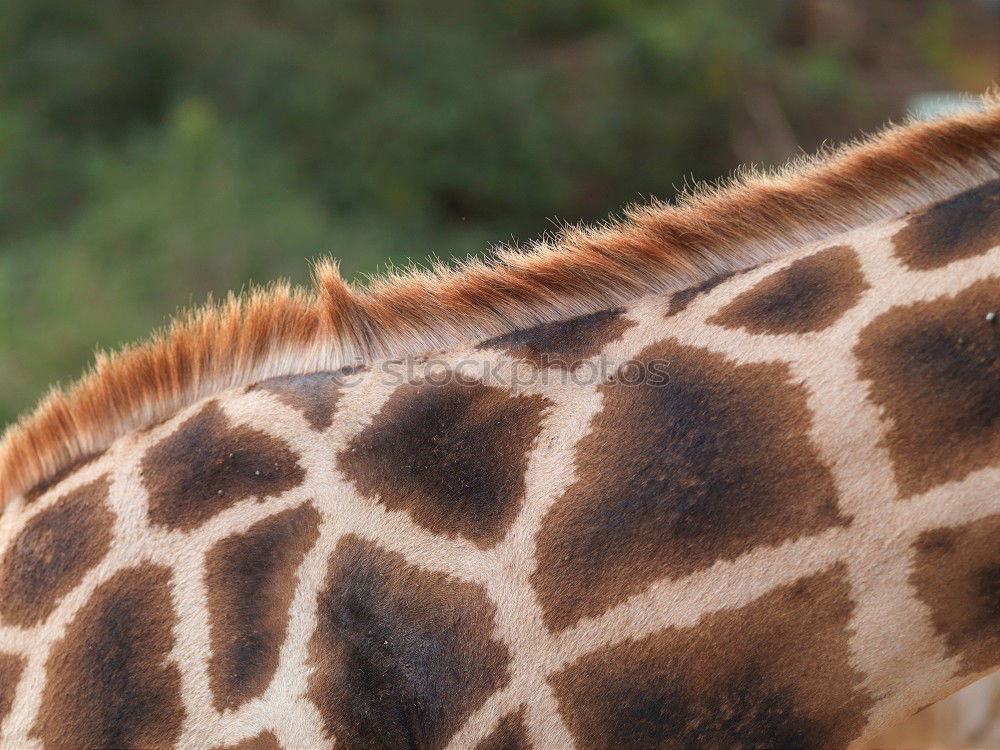 Similar – The longest neck in the world