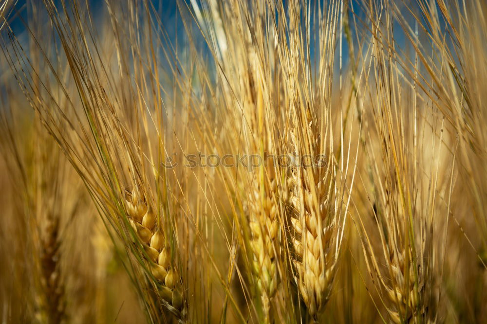 grass Grass Yellow Stalk