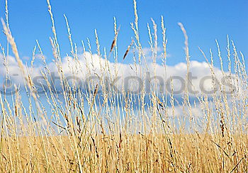 Similar – Image, Stock Photo Blossoming beach grass