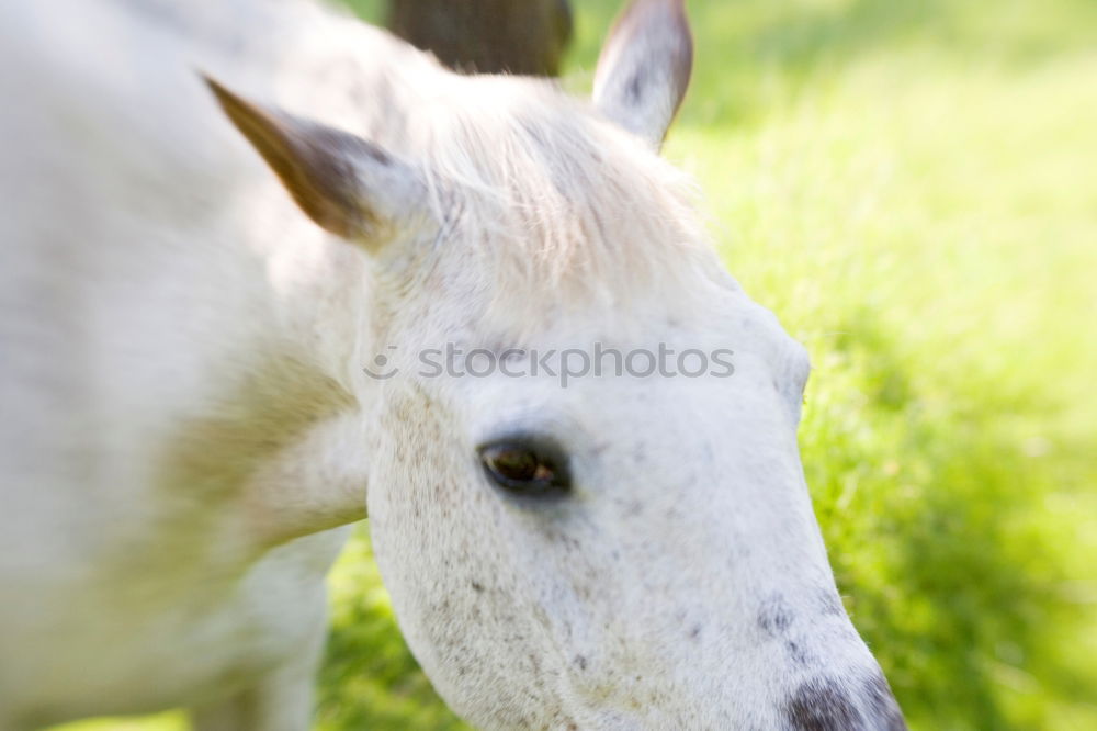 Similar – Image, Stock Photo 1 PS, attentive Horse