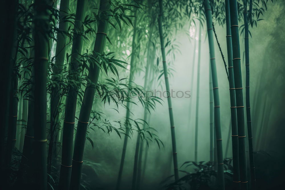 Similar – Image, Stock Photo After Rainforest [12] Trip