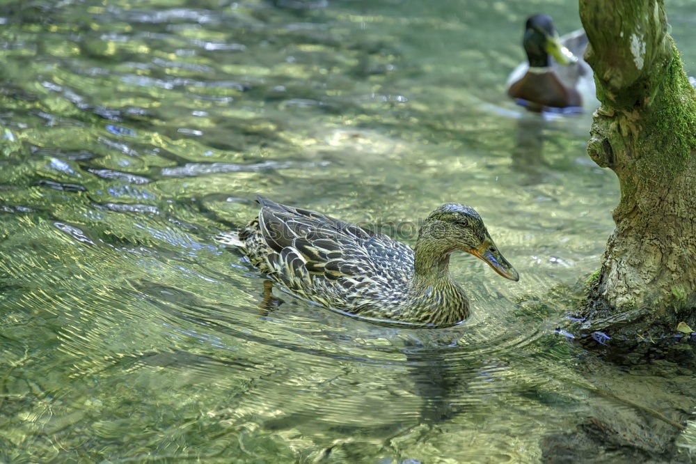 Similar – Foto Bild Erste Gehversuche Umwelt