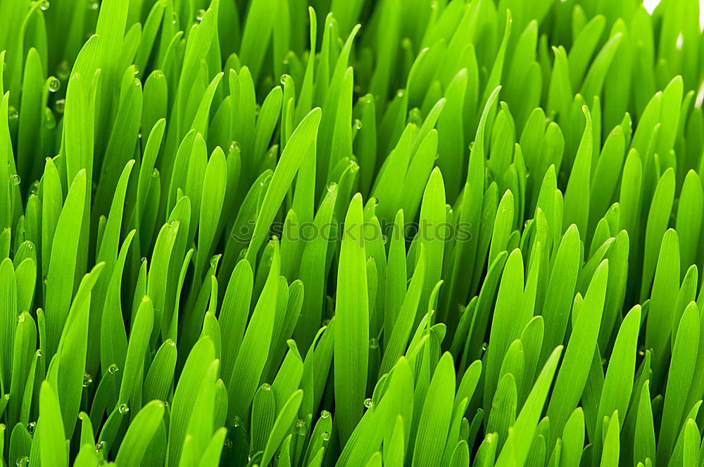 Similar – Image, Stock Photo Moss Stars Plant Green